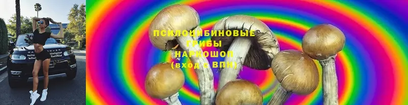 Псилоцибиновые грибы Psilocybine cubensis  Красноуфимск 